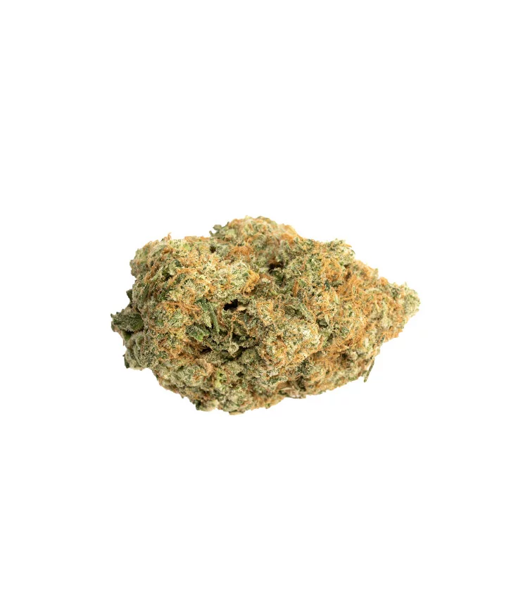 Chocolope-Strain Chocolope-Weed-Canada-ODC