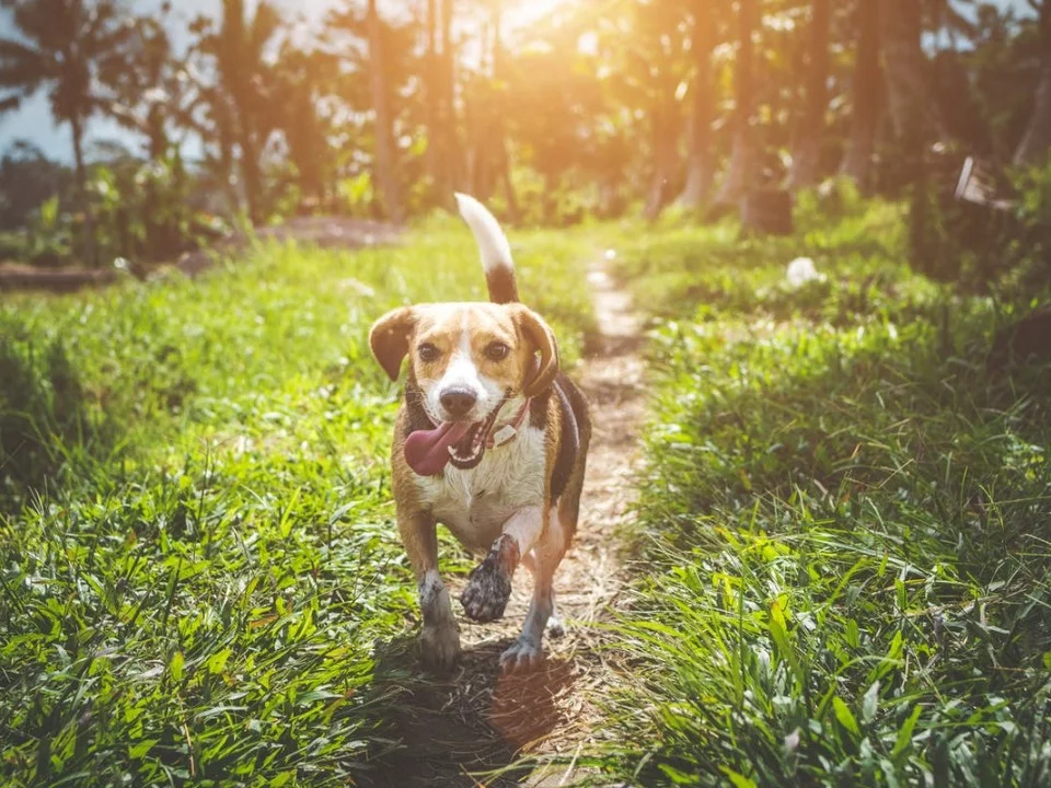 CBD Oil for Dogs Dosage Blog