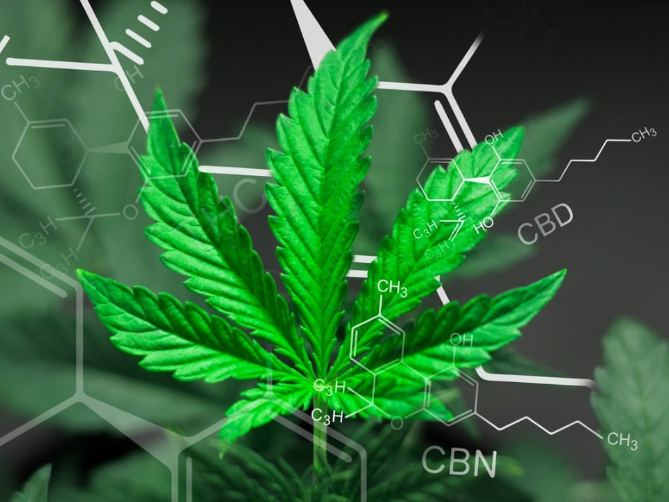 cannabis-plant-cbd-entourage-effect