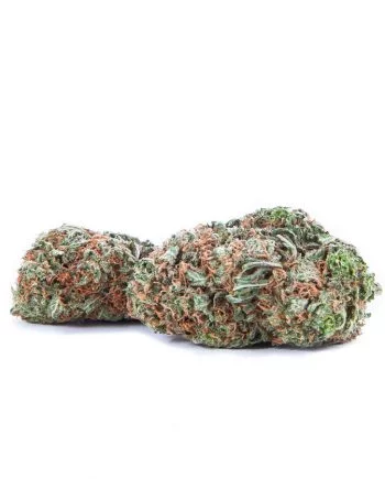 Nebula Hybrid Strain