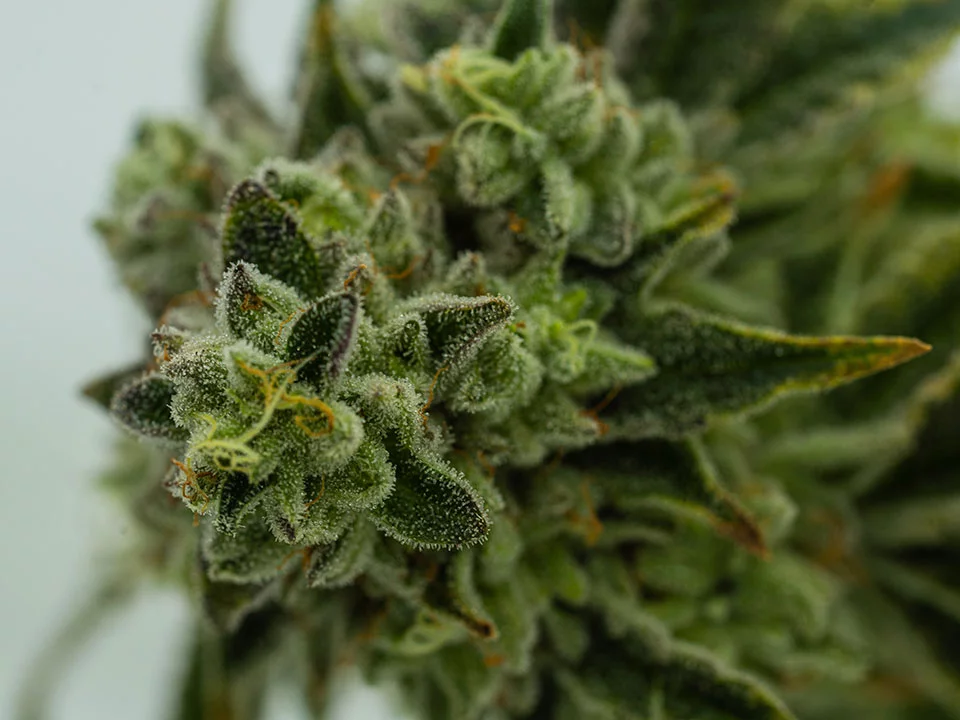 marijuana bud close up