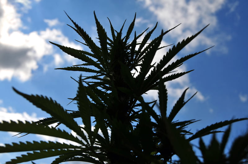 Silhouette of cannabis plant with sky as background