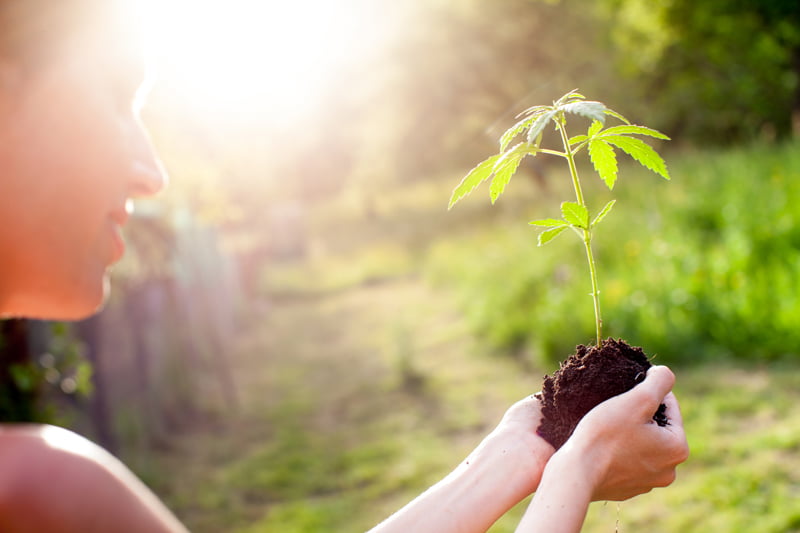 Woman Holding Marijuana Plant