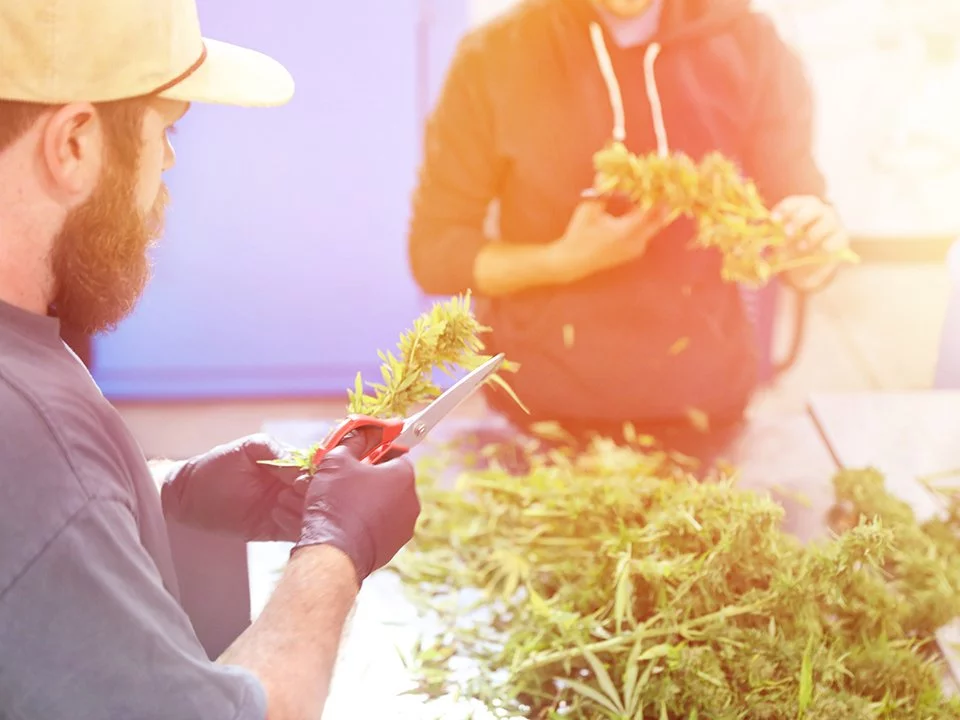 Young men trimming Cannabis buds