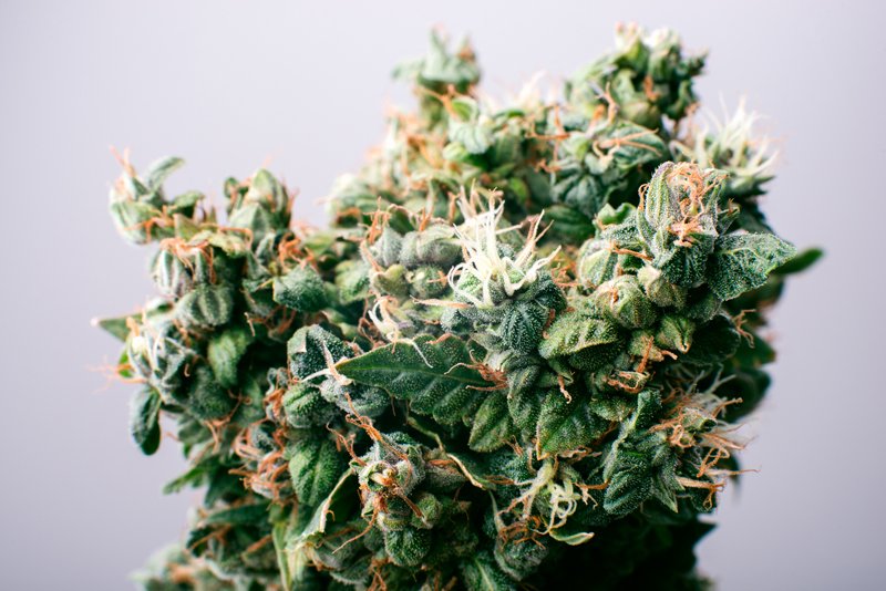 cannabis marijuana medicinal bud, close-up