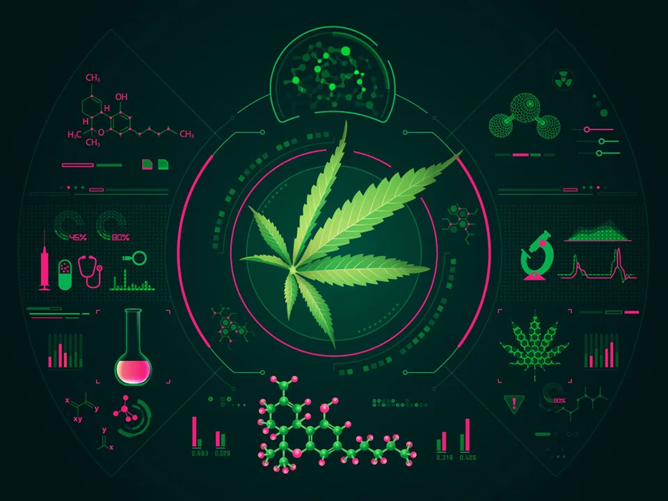 chemical analysis of cannabis or marijuana for medical industry, hemp leaf with science interface