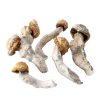 Amazonia Mushrooms