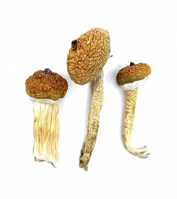 Blue Meanie Mushrooms Online Canada