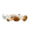 Mexicana Magic Mushrooms - Online Dispensary Canada